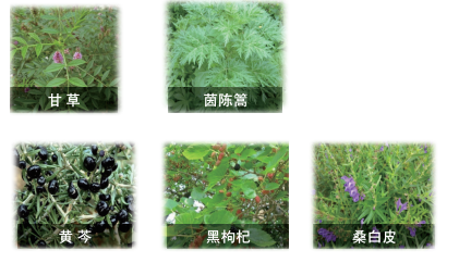 芩杞亮颜方主要成分 芩杞亮颜方主要成分