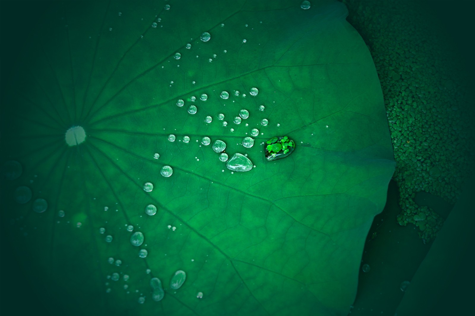 1644828878884308278.jpg 荷花.jpg